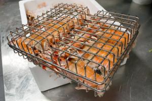 Решетка за печене 300x260x60 мм, неръждаема